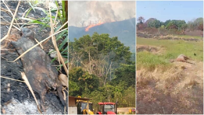 Queimadas na Terra Indígena Apyterewa: Uma Crise Ambiental e os Desafios do Combate ao Fogo