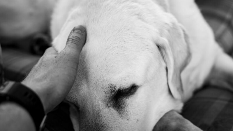 A Nova Abordagem da Governança do Luto na Medicina Veterinária