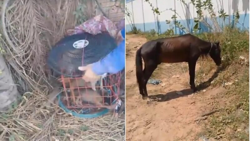 Resgate de Animais em Santarém: Cães Abandonados e Cavalo em Situação Crítica