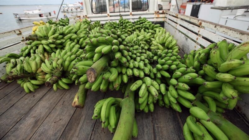 Assentados de Monte Alegre se Preparam para o Festival da Banana com Apoio da Emater