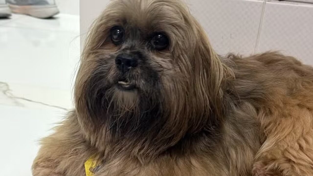 Influenciadora de Joinville é Alvo de Investigação por Maus-Tratos a Animais