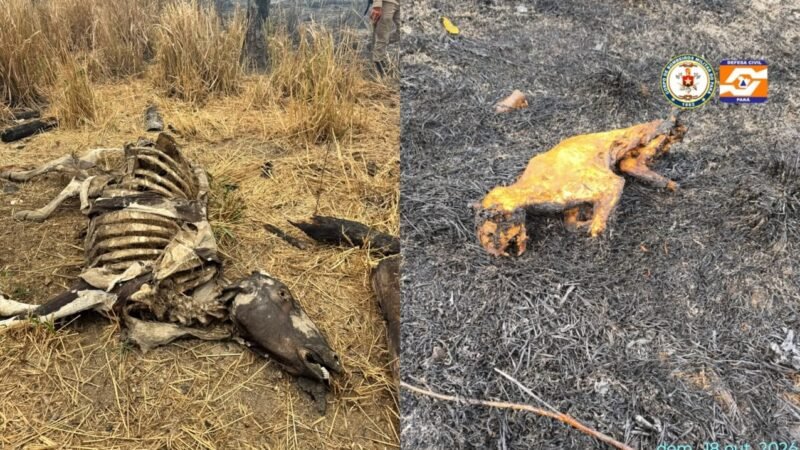 Incêndios Florestais no Pará: Mais de 8 Mil Focos Registrados em Outubro e Situação de Emergência em Diversos Municípios