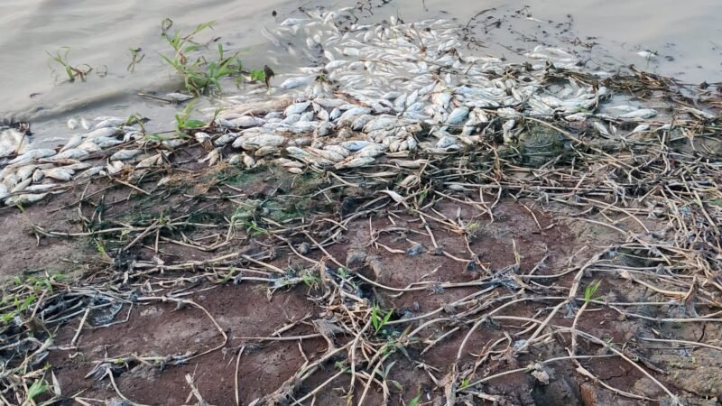 Crise Hídrica e Mortandade de Peixes Atingem Comunidade de Atumã, no Pará